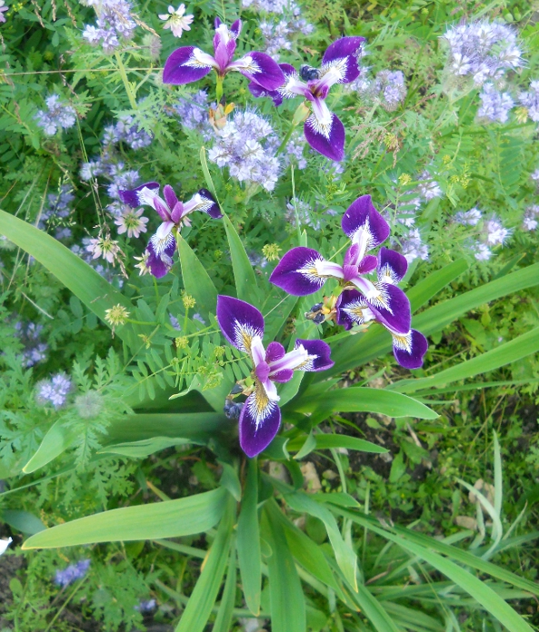 Image of Iris versicolor specimen.