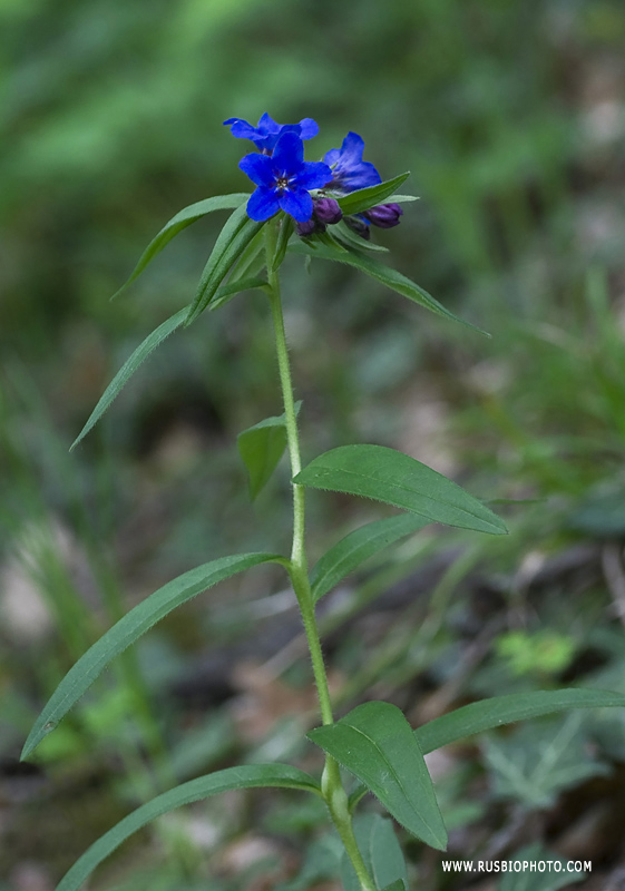 Изображение особи Aegonychon purpureocaeruleum.