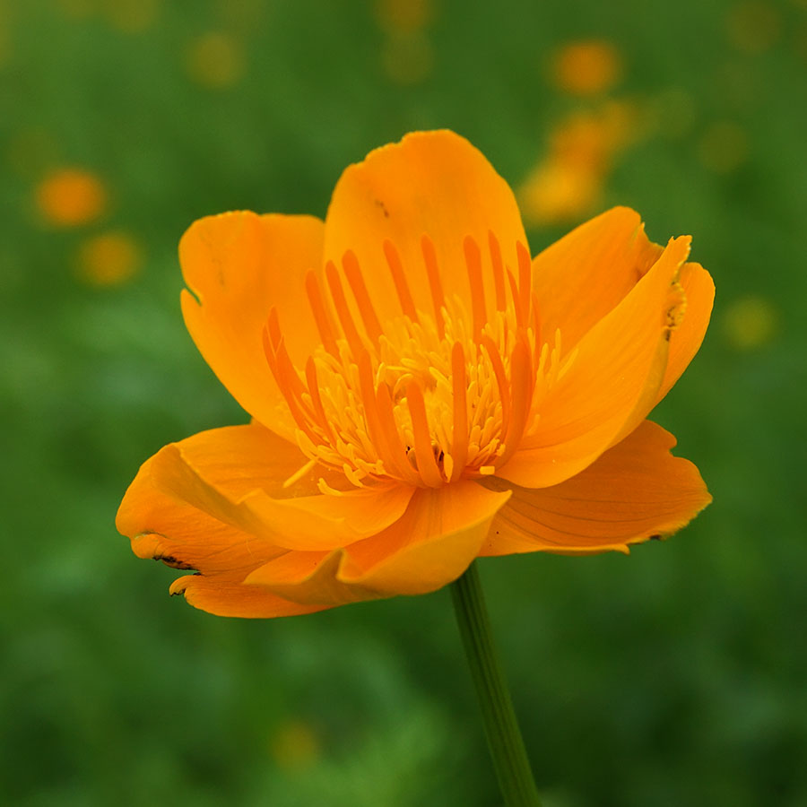 Изображение особи Trollius ledebourii.