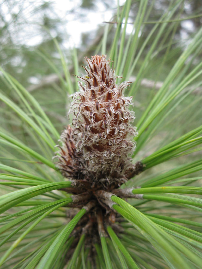 Image of Pinus canariensis specimen.