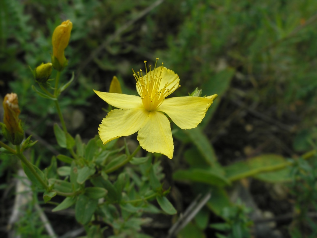 Image of Hypericum elegans specimen.