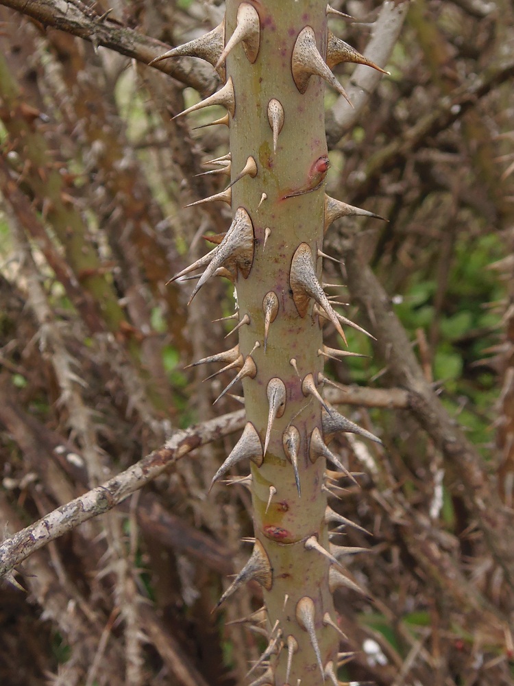 Image of Rosa rubiginosa specimen.