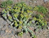 Euphorbia marschalliana. Цветущее растение. Армения, Вайоц Дзор, ущелье реки Арпа. 03.05.2013.