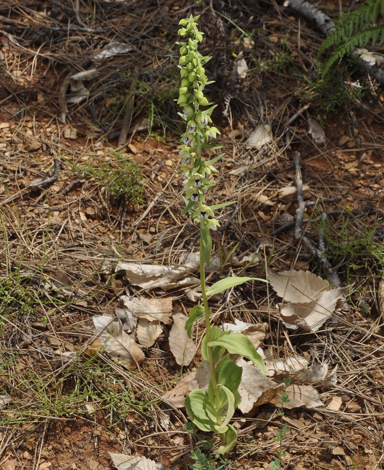 Изображение особи Epipactis helleborine.