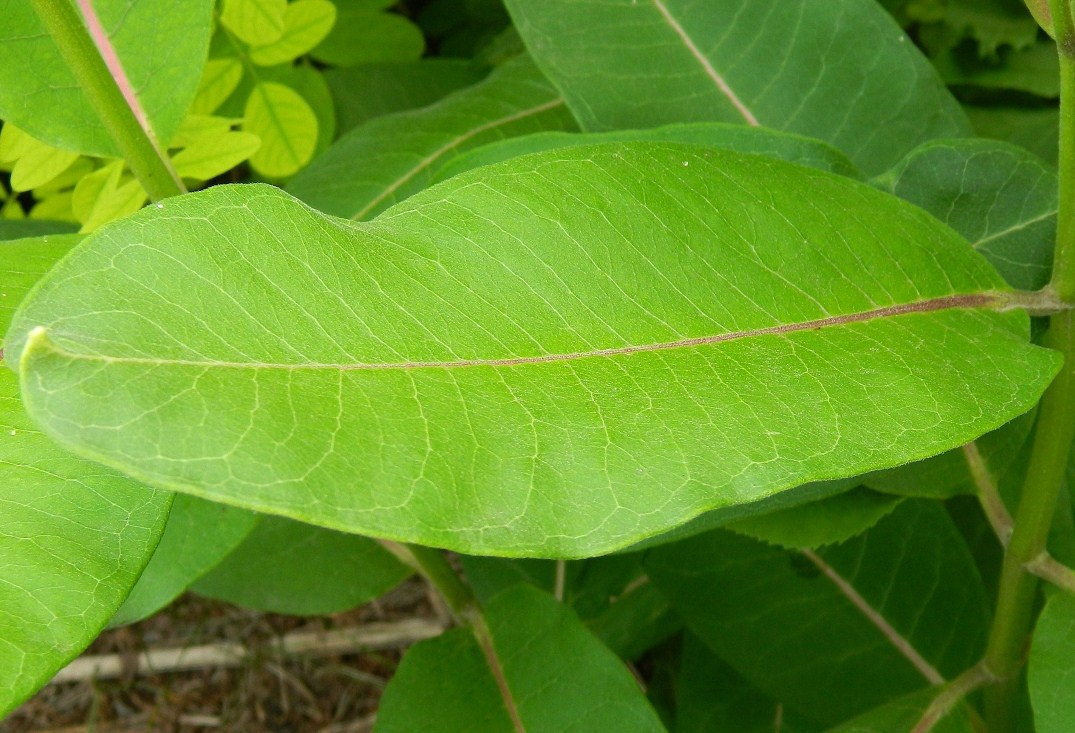 Image of Asclepias syriaca specimen.