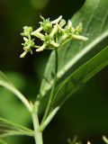 Euonymus europaeus. Соцветие. Санкт-Петербург. 2 июня 2009 г.