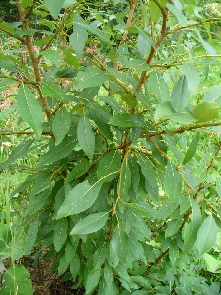 Тополь лавролистный фото дерева и листьев