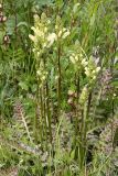 Pedicularis sceptrum-carolinum