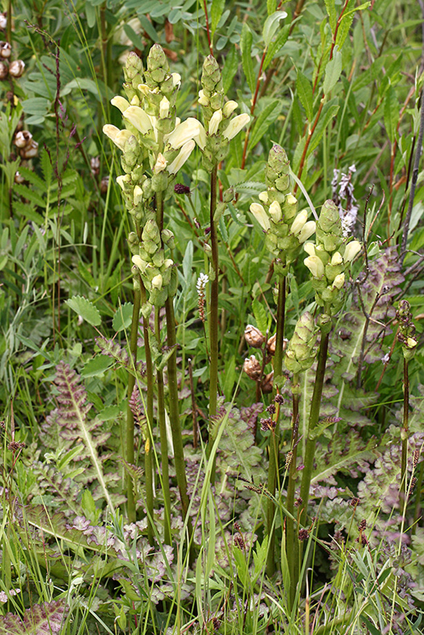 Image of Pedicularis sceptrum-carolinum specimen.