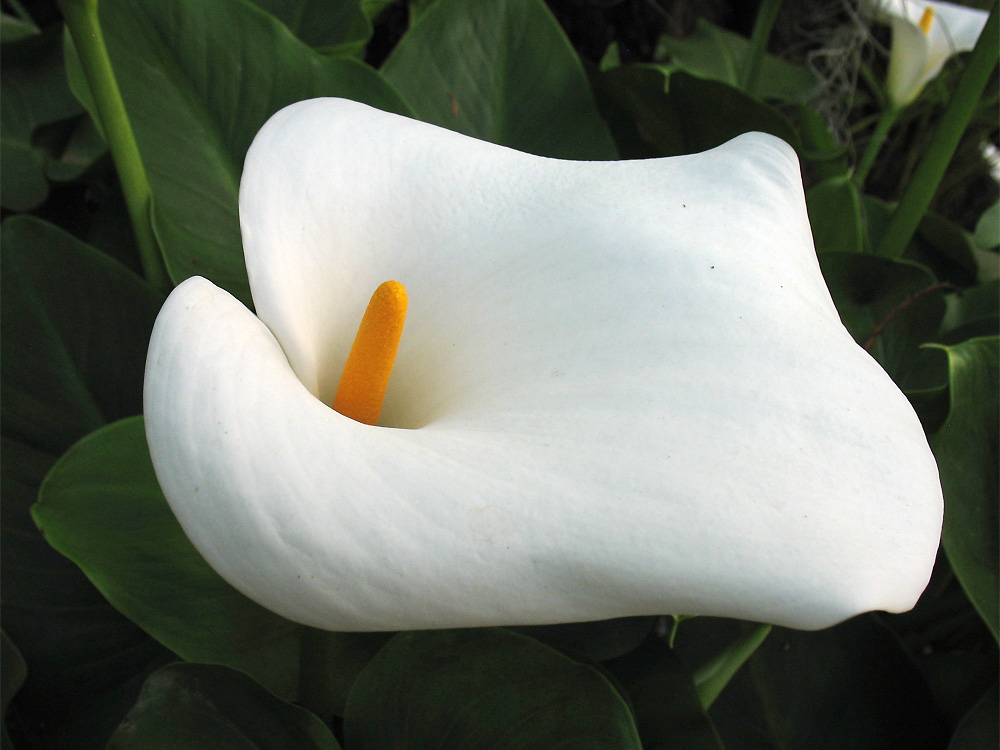 Image of Zantedeschia aethiopica specimen.