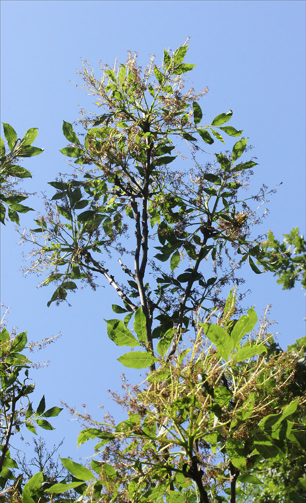 Image of Fraxinus ornus specimen.