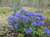 Pulmonaria mollis. Цветущие растения. Томская обл., окр. г. Томск, лесной луг. 11.05.2009.