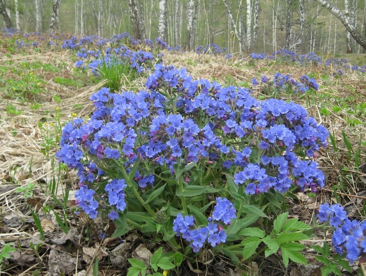 Image of Pulmonaria mollis specimen.