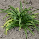 Agapanthus africanus. Листья. Германия, г. Krefeld, Ботанический сад. 11.08.2013.