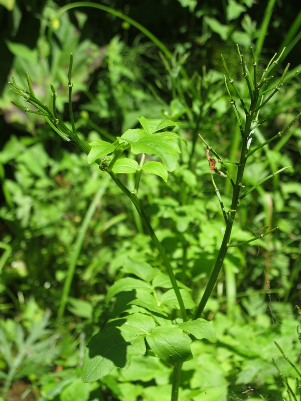 Image of Cardamine yezoensis specimen.