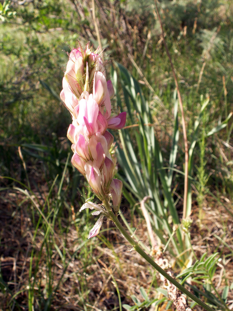 Image of Hedysarum songoricum specimen.