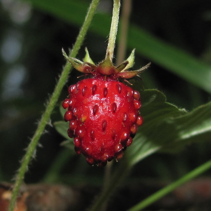 Изображение особи Fragaria vesca.