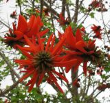 Erythrina lysistemon