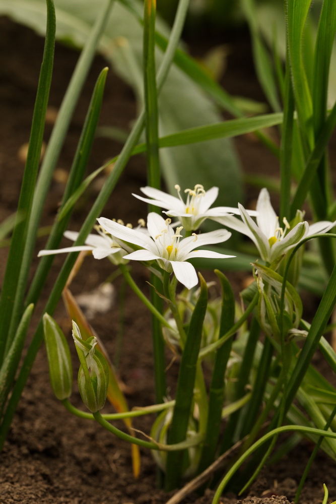 Изображение особи Ornithogalum refractum.