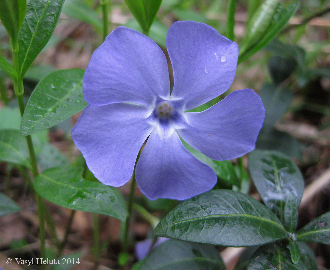 Image of Vinca minor specimen.