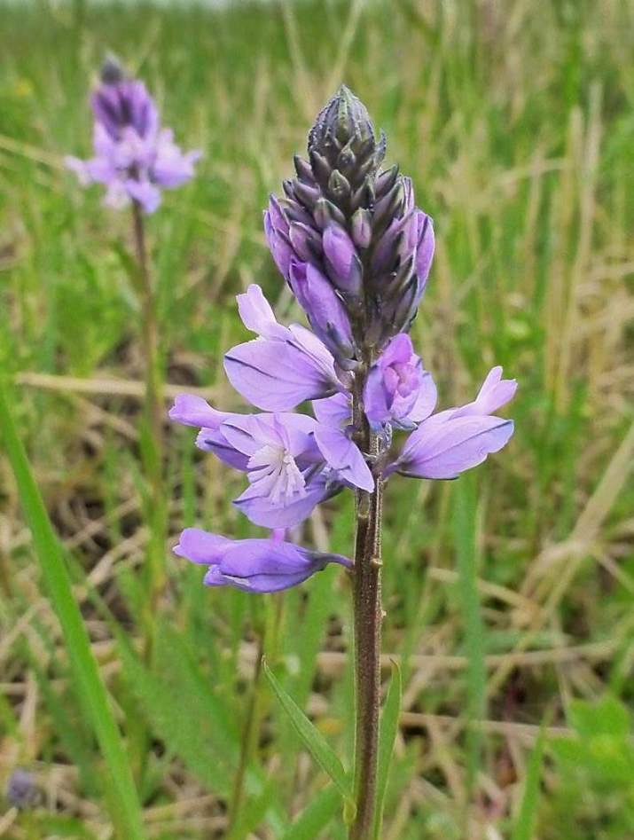 Image of Polygala caucasica specimen.