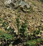 Scrophularia rupestris. Цветущее растение. Крым, Карадагский заповедник, хребет Карагач, южный склон. 22 апреля 2014 г.
