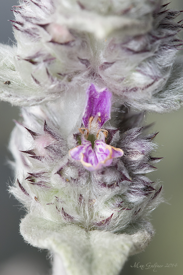 Image of Stachys velata specimen.