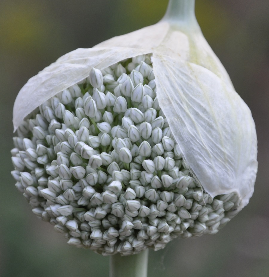 Image of Allium porrum specimen.