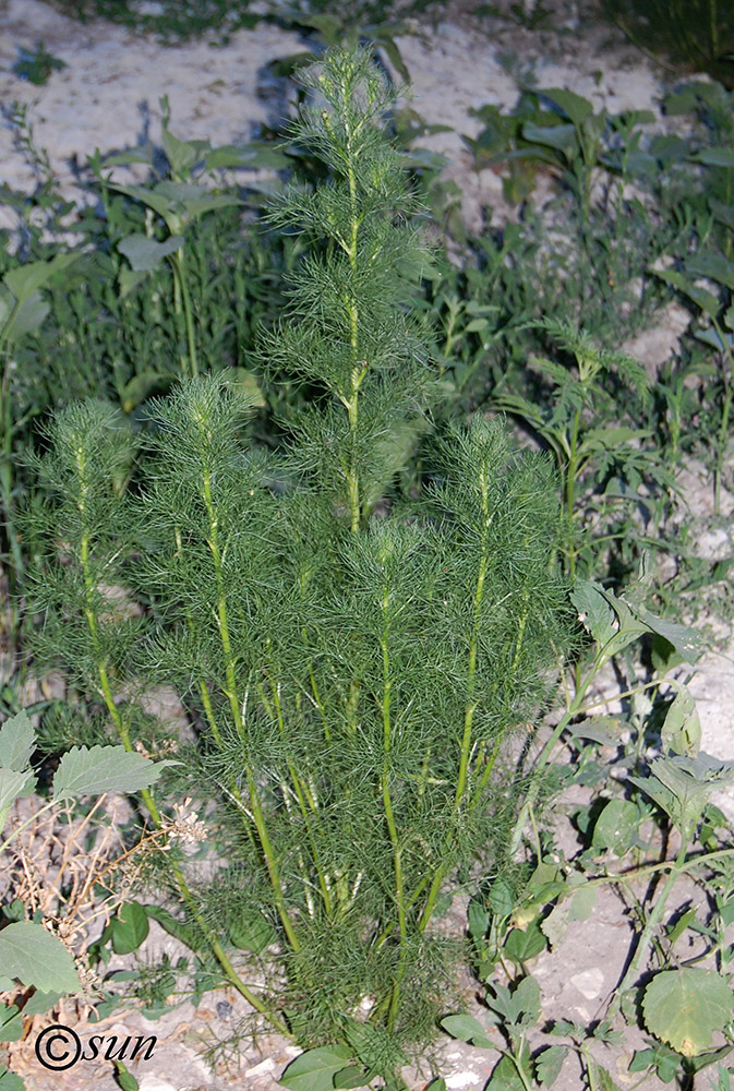 Image of Tripleurospermum inodorum specimen.