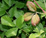 Potentilla rupestris. Листья. Германия, г. Дюссельдорф, Ботанический сад университета. 02.06.2014.