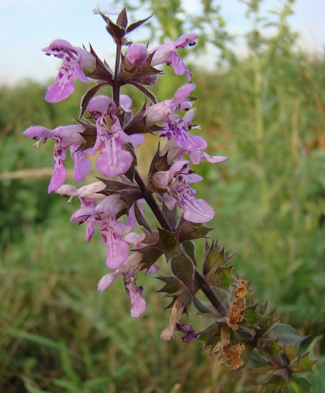 Изображение особи Stachys palustris.