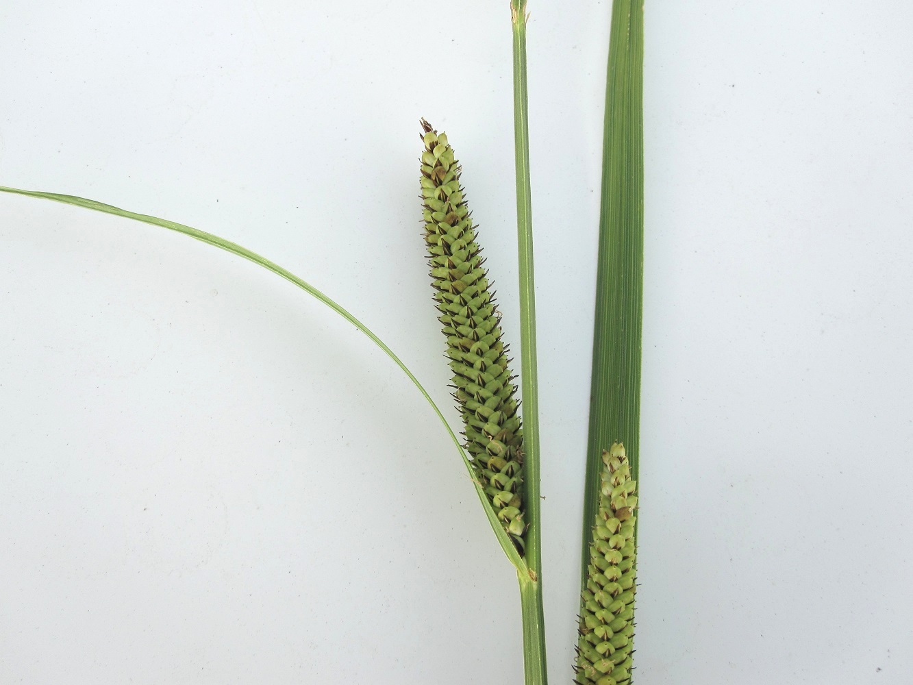 Image of Carex acutiformis specimen.