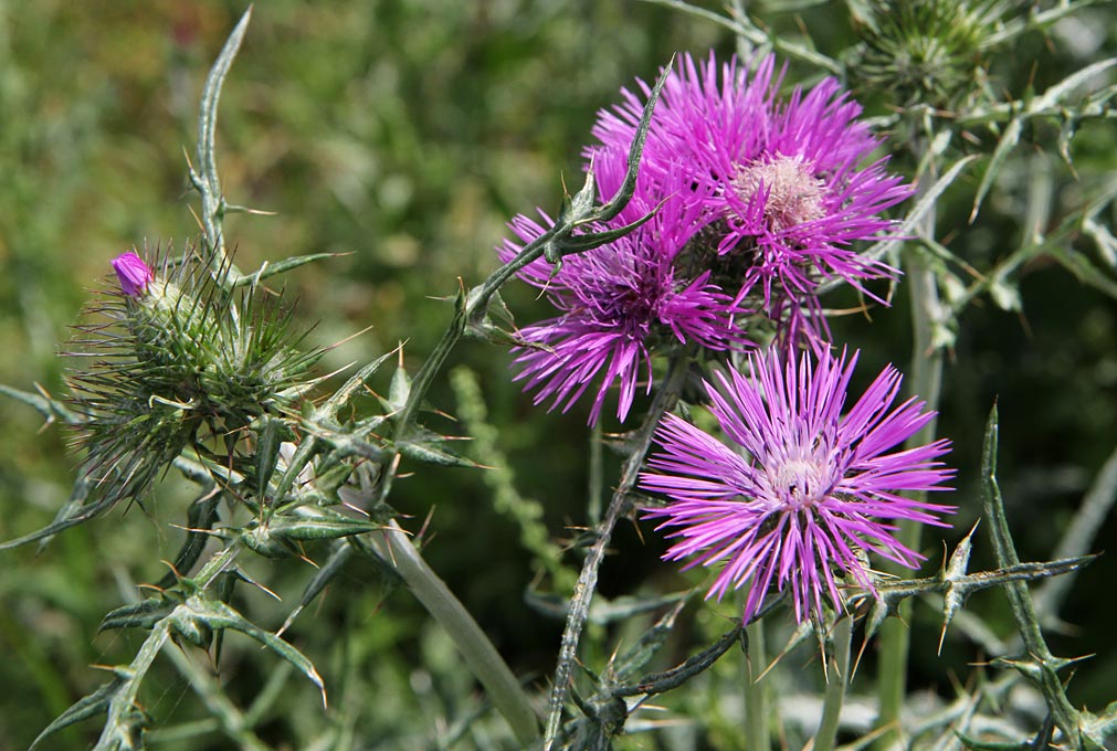 Изображение особи Galactites tomentosus.