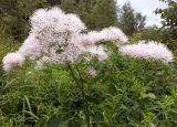 Thalictrum aquilegiifolium. Верхушка цветущего растения. Московская обл., Талдомский р-н. 23.06.2014.