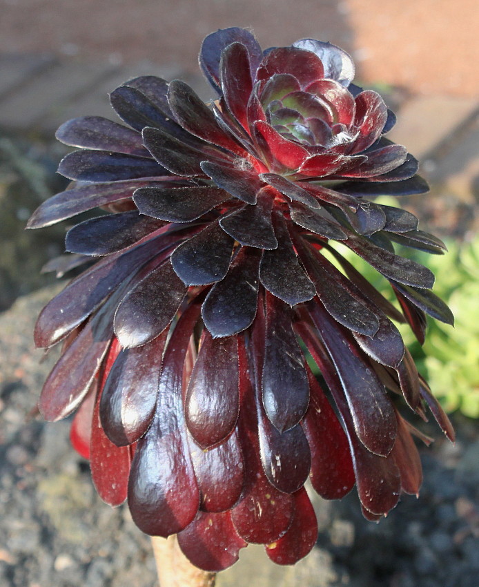 Изображение особи Aeonium arboreum var. atropurpureum.