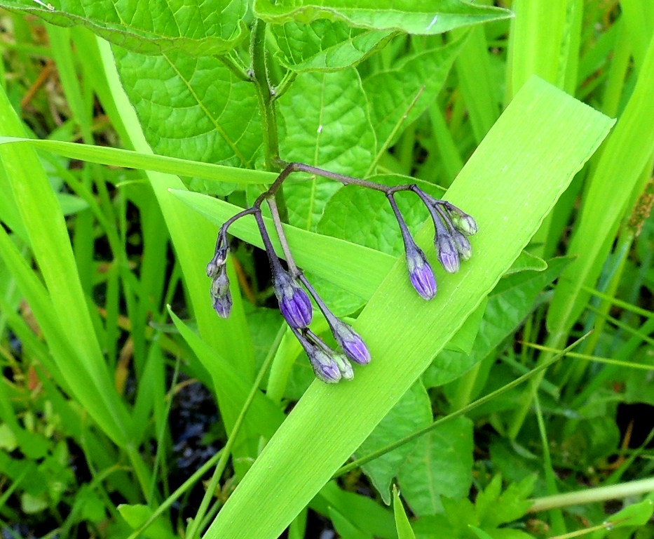 Image of Solanum kitagawae specimen.