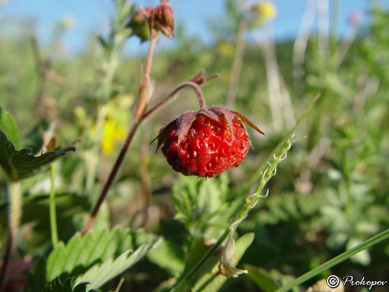 Изображение особи Fragaria campestris.