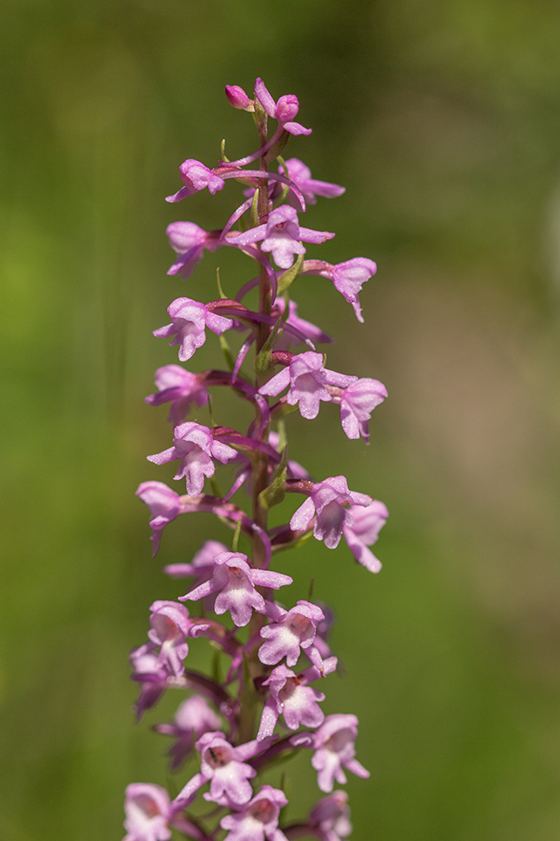 Image of Gymnadenia conopsea specimen.