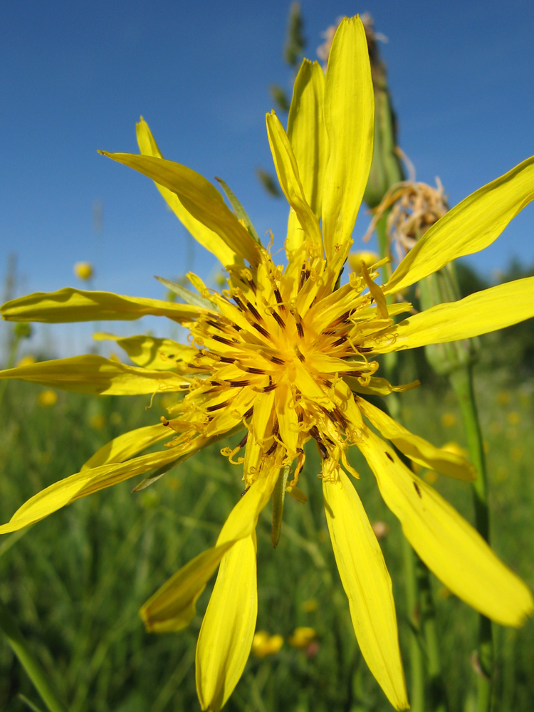 Image of Tragopogon orientalis specimen.