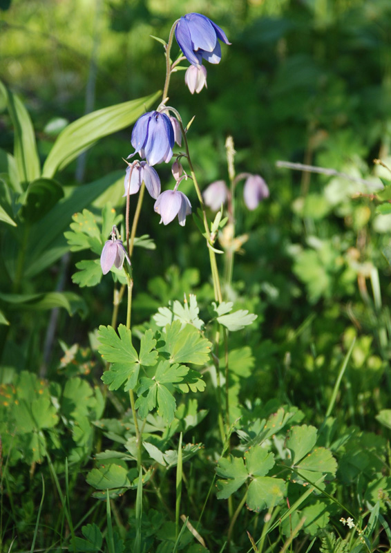 Image of Aquilegia glandulosa specimen.