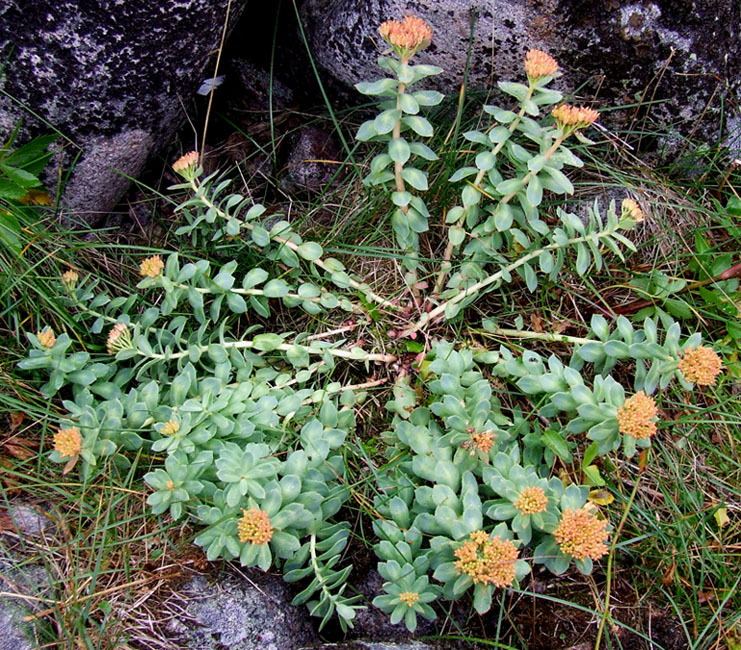 Image of Rhodiola rosea specimen.