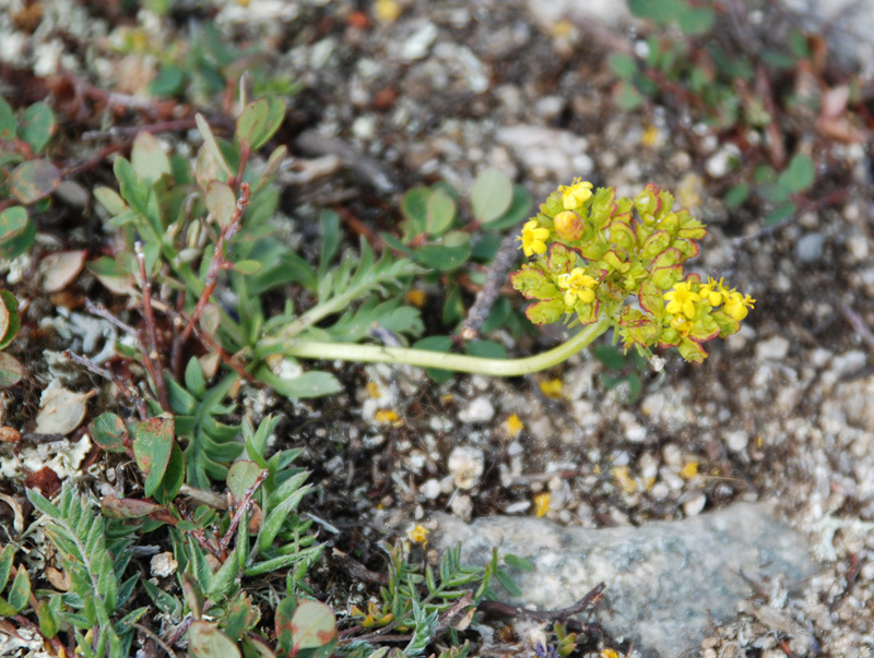 Изображение особи Patrinia sibirica.