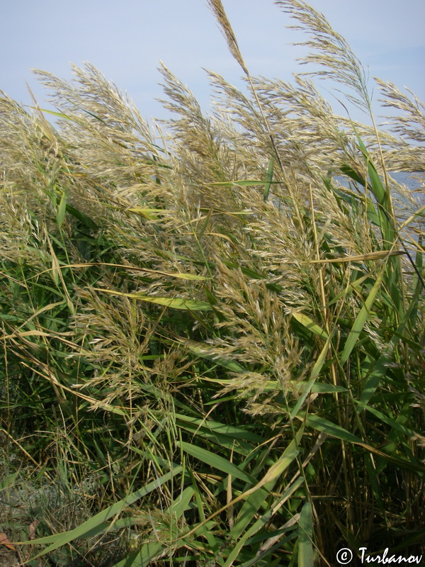 Image of Phragmites australis specimen.