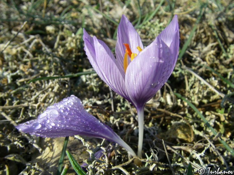 Изображение особи Crocus pallasii.