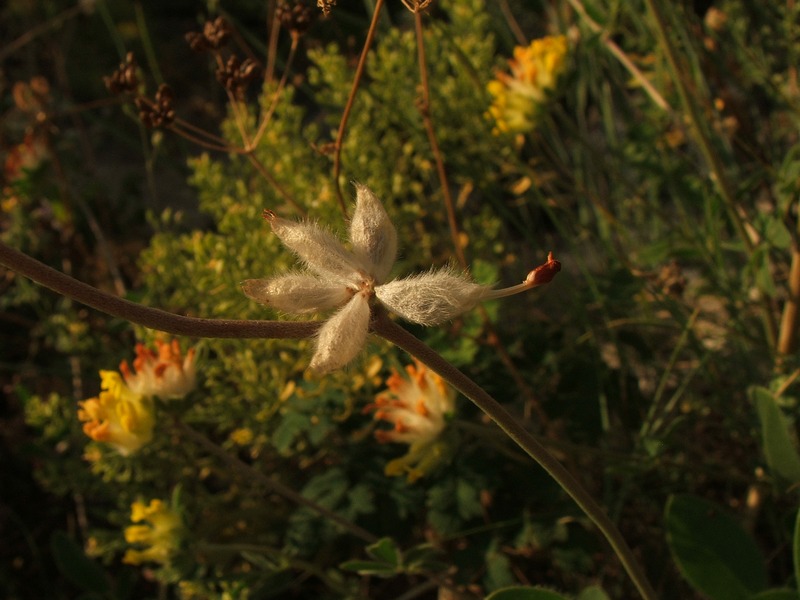 Image of Anthyllis macrocephala specimen.