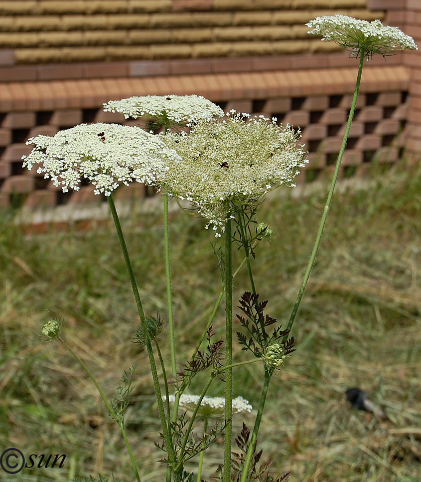 Image of Daucus carota specimen.