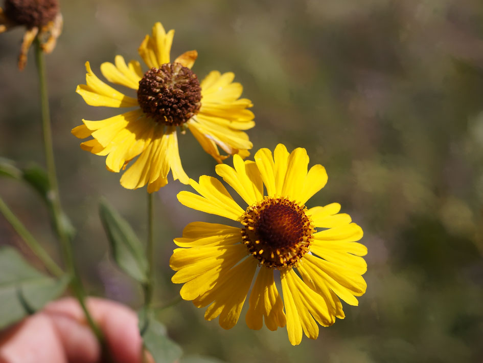 Image of Helenium autumnale specimen.