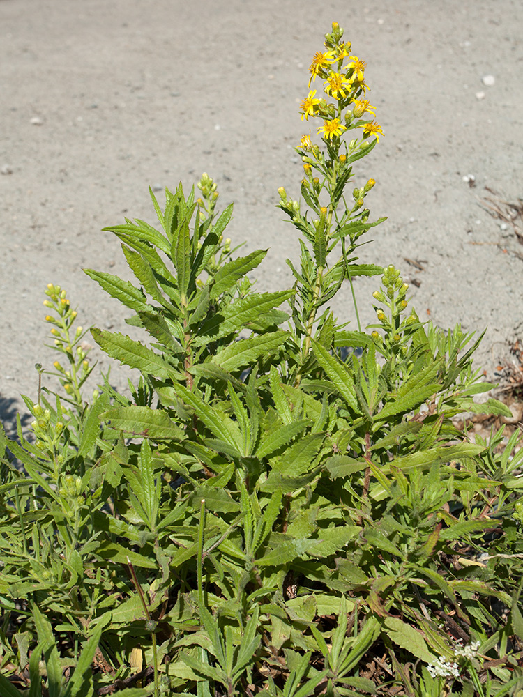 Image of Dittrichia viscosa specimen.