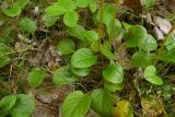 Pyrola rotundifolia. Нижние части стеблей и прикорневые листья. Новгородская обл., Боровичский р-н, западнее г. Боровичи, обочина грунтовой дороги в лесу. 20.06.2015.