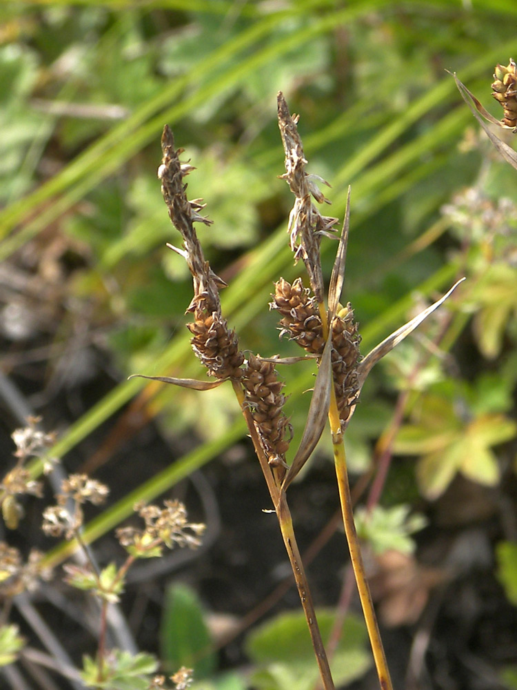 Image of Carex caryophyllea specimen.